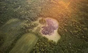 Swamp in forest background aerial above top view
