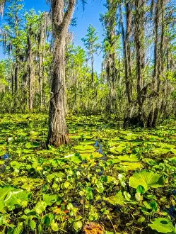 Cypress Prints: Swamp along Grand Bay Boardwalk in the Grand Bay Wildlife Management Area in Valdosta Georgis USA