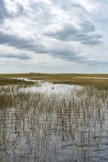 Swamp Land Prints: The Swamp land at Everglades National Park, Florida, United States