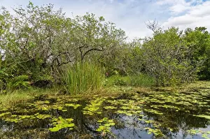 Everglades Landscape Prints: The Swamp land at Everglades National Park, Florida, United States