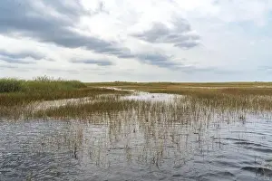 Everglades Landscape Prints: The Swamp land at Everglades National Park, Florida, United States