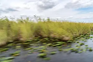 Everglades Landscape Prints: The Swamp land at Everglades National Park, Florida, United States