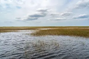 Everglades Landscape Prints: The Swamp land at Everglades National Park, Florida, United States
