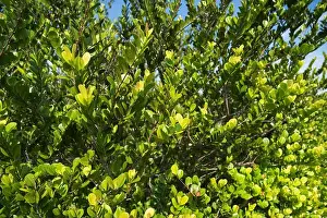 Everglades Landscape Prints: The Swamp land at Everglades National Park, Florida, United States