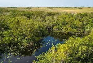 Everglades Landscape Prints: The Swamp land at Everglades National Park, Florida, United States