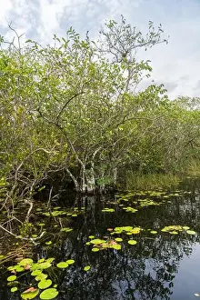 Everglades Landscape Prints: The Swamp land at Everglades National Park, Florida, United States