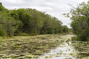 Everglades Landscape Prints: The Swamp land at Everglades National Park, Florida, United States