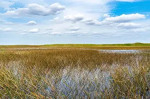 Everglades Landscape Prints: The Swamp land at Everglades National Park, Florida, United States