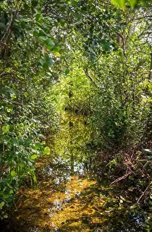 Everglades Landscape Prints: The Swamp land at Everglades National Park, Florida, United States