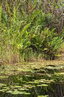 Everglades Landscape Prints: The Swamp land at Everglades National Park, Florida, United States