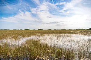 Everglades Landscape Prints: The Swamp land at Everglades National Park, Florida, United States