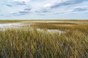 Everglades Landscape Prints: The Swamp land at Everglades National Park, Florida, United States