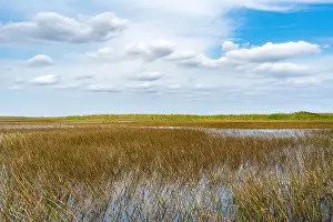 Everglades Landscape Prints: The Swamp land at Everglades National Park, Florida, United States