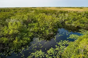Everglades Landscape Prints: The Swamp land at Everglades National Park, Florida, United States