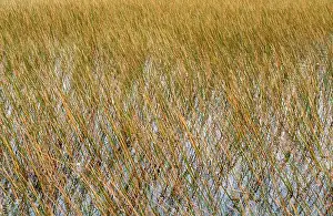 Everglades Landscape Prints: The Swamp land at Everglades National Park, Florida, United States