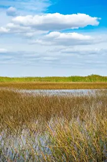 Everglades Landscape Prints: The Swamp land at Everglades National Park, Florida, United States