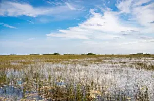 Everglades Landscape Prints: The Swamp land at Everglades National Park, Florida, United States