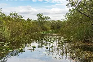 Everglades Landscape Prints: The Swamp land at Everglades National Park, Florida, United States