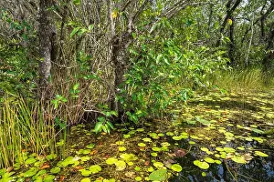Everglades Landscape Prints: The Swamp land at Everglades National Park, Florida, United States