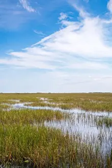 Everglades Landscape Prints: The Swamp land at Everglades National Park, Florida, United States