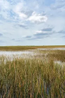 Everglades Landscape Prints: The Swamp land at Everglades National Park, Florida, United States