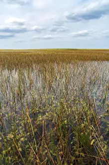 Everglades Landscape Prints: The Swamp land at Everglades National Park, Florida, United States