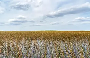 Everglades Landscape Prints: The Swamp land at Everglades National Park, Florida, United States