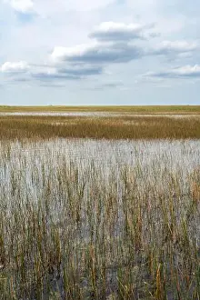 National Park Service Prints: The Swamp land at Everglades National Park, Florida, United States