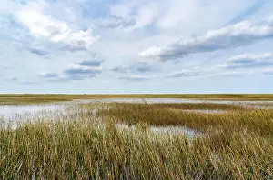 National Park Service Prints: The Swamp land at Everglades National Park, Florida, United States