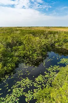 National Park Service Prints: The Swamp land at Everglades National Park, Florida, United States
