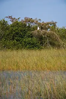 National Park Service Prints: The Swamp land at Everglades National Park, Florida, United States