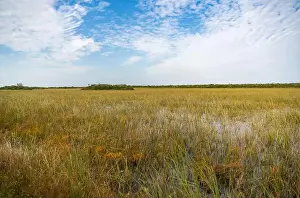 Mangroves Prints: The Swamp land at Everglades National Park, Florida, United States