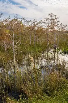 Mangroves Prints: The Swamp land at Everglades National Park, Florida, United States
