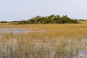 Mangroves Prints: The Swamp land at Everglades National Park, Florida, United States