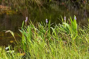The Swamp land at Everglades National Park, Florida, United States