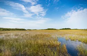 Mangroves Prints: The Swamp land at Everglades National Park, Florida, United States