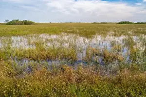 Mangroves Prints: The Swamp land at Everglades National Park, Florida, United States