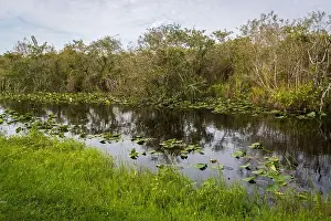 Mangroves Prints: The Swamp land at Everglades National Park, Florida, United States