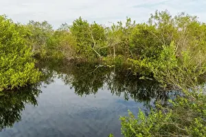 Mangroves Prints: The Swamp land at Everglades National Park, Florida, United States