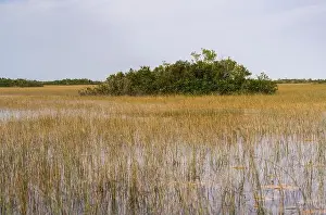 Mangroves Prints: The Swamp land at Everglades National Park, Florida, United States