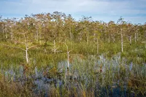 Mangroves Prints: The Swamp land at Everglades National Park, Florida, United States
