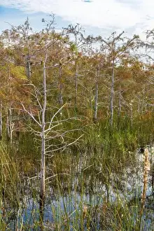 Mangroves Prints: The Swamp land at Everglades National Park, Florida, United States