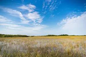 Mangroves Prints: The Swamp land at Everglades National Park, Florida, United States