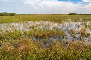 Mangroves Prints: The Swamp land at Everglades National Park, Florida, United States