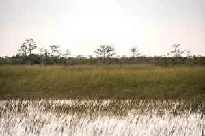 Mangroves Prints: The Swamp land at Everglades National Park, Florida, United States