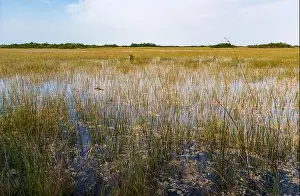 Mangroves Prints: The Swamp land at Everglades National Park, Florida, United States