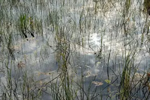 Mangroves Prints: The Swamp land at Everglades National Park, Florida, United States