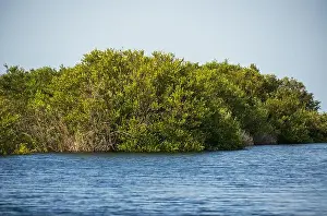 Mangroves Prints: The Swamp land at Everglades National Park, Florida, United States