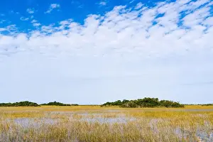 Mangroves Prints: The Swamp land at Everglades National Park, Florida, United States