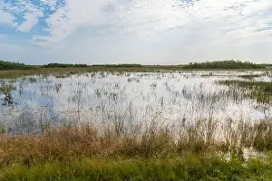 Mangroves Prints: The Swamp land at Everglades National Park, Florida, United States